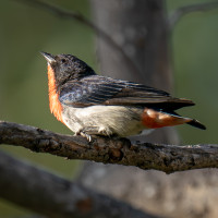 Mistletoebird
